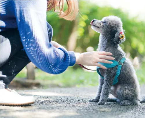 自然の中のお散歩