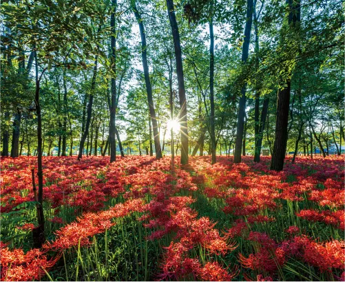 秋はヒガンバナ