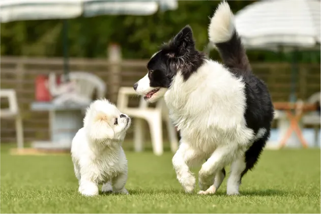 犬との暮らしを楽しみたい