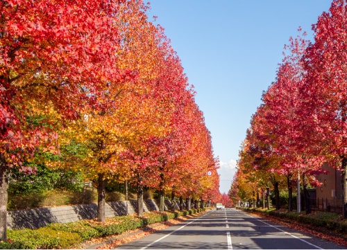 紅葉の写真