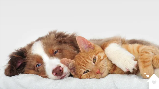 いぬとねととくらす家