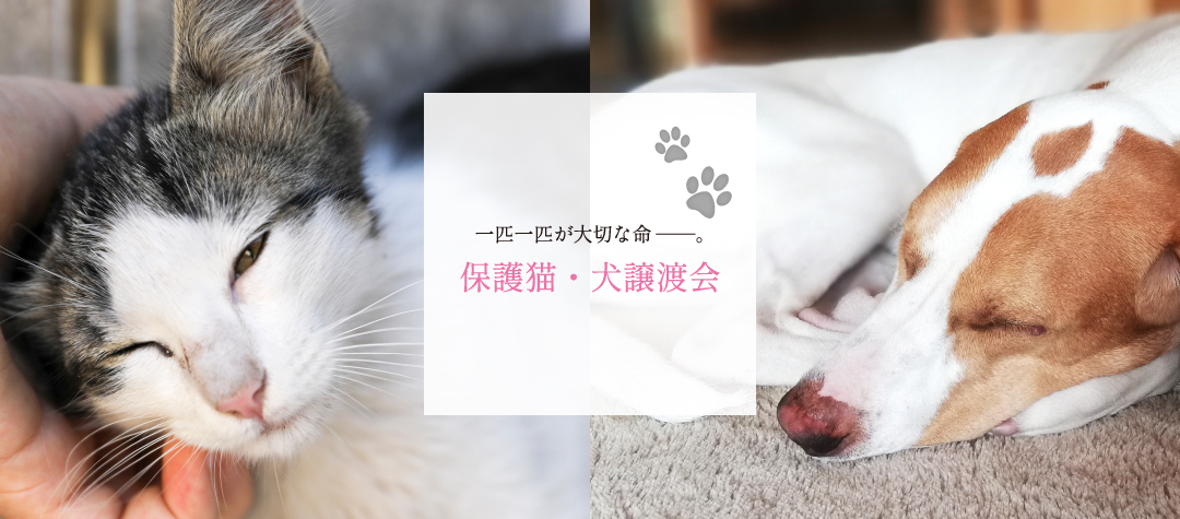 保護猫・保護犬譲渡会