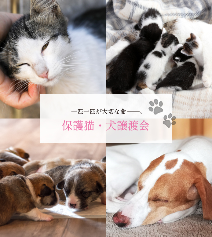 保護猫・保護犬譲渡会