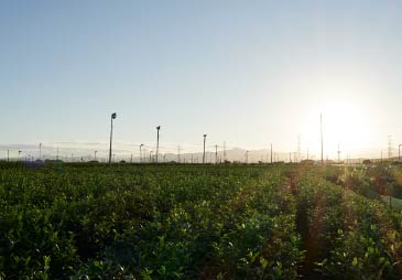 幻想的な入間の茶畑