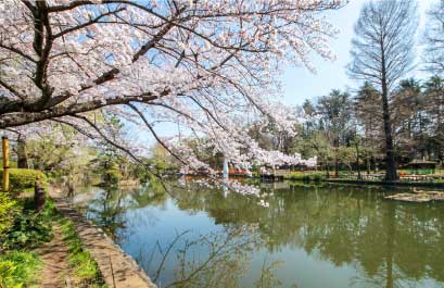 川沿いの桜並木