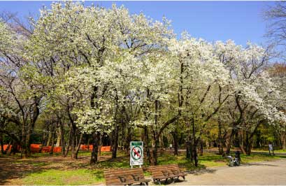 練馬区の自然